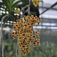 Chiloschista Lunifera x Chiloschista Viridiflava