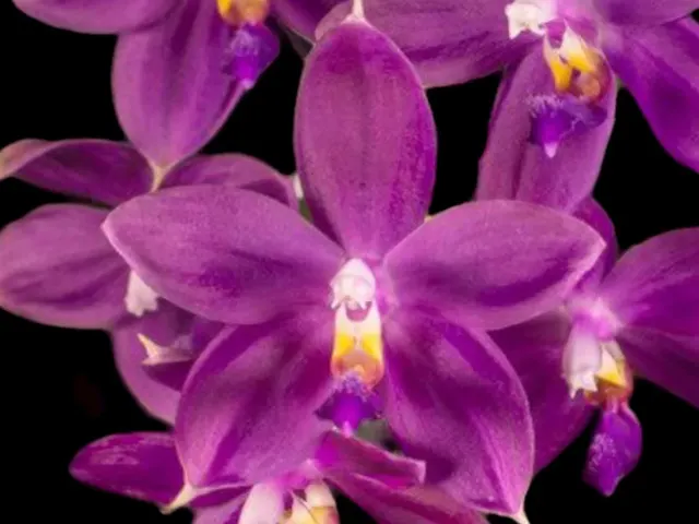 Phalaenopsis Jennifer Palermo