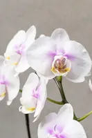Phalaenopsis orchid 4"