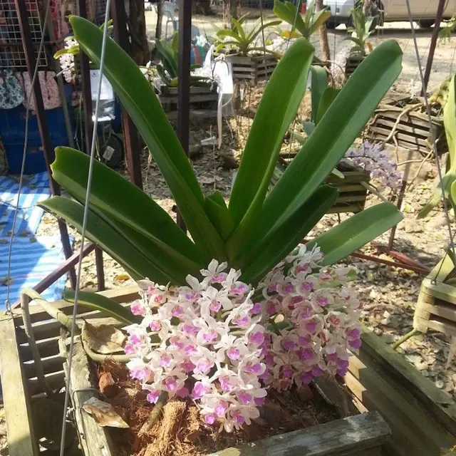 Rhynchostylis gigantea 'Illustre'