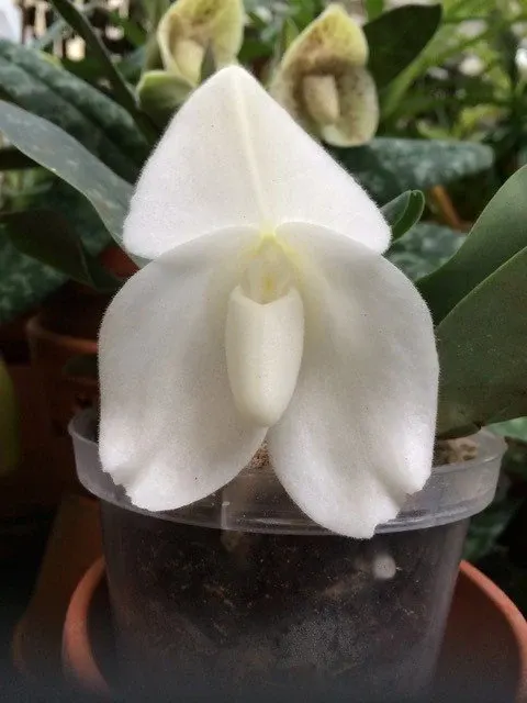Paphiopedilum bellatulum alba 'Snow-White X Sib'