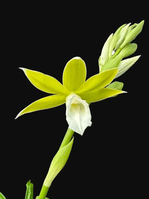 Phaius tankervilleae alba