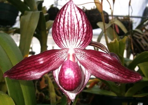 Paphiopedilum Delrosi OIV0167 (Paphiopedilum)