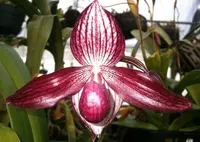 Paphiopedilum Delrosi (delenatii fma vini ‘Purple Panther’ x rothschildianum ‘Helios’) OIV0167