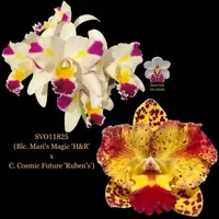Cattleya Orchid Hybrid SVO11825 (Blc. Mari's Magic 'H&R' x C. Cosmic Future 'Ruben's')