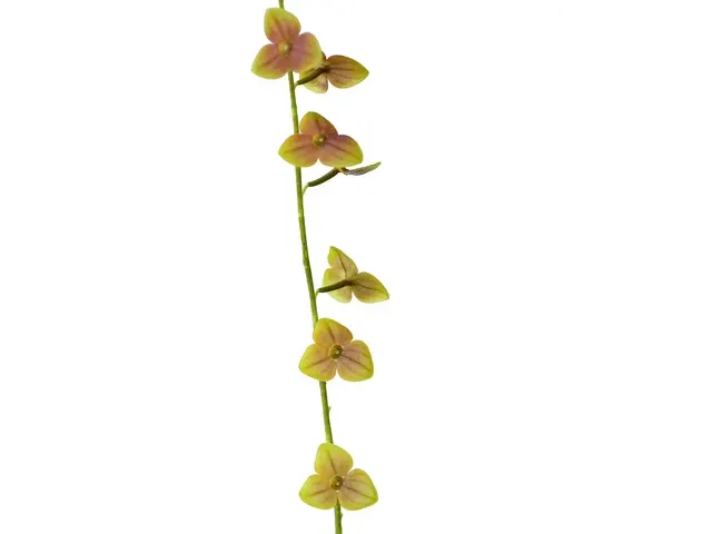 Stelis superbiens (Stelis)