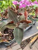4″ Jewel Orchid
