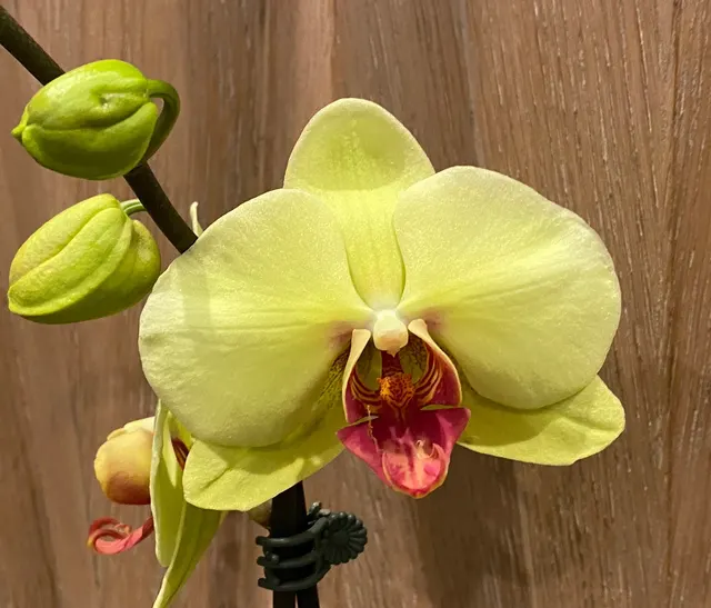 Phalaenopsis Fuller’s Sunset 'OX'