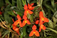 Maxillaria sophronitis ‘Spitskop’