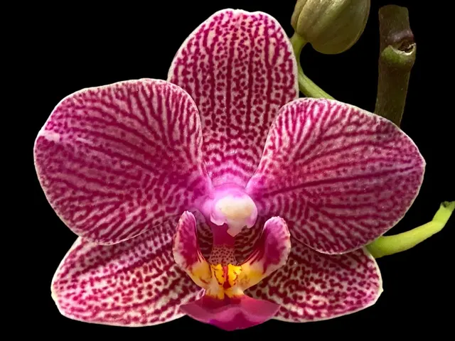 Phalaenopsis Red Coral 2 Spikes