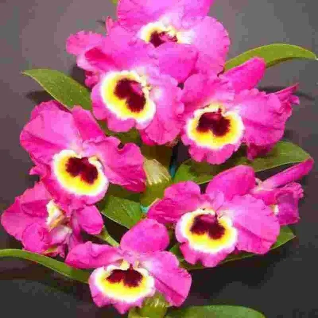 Dendrobium Tianmu Red 'Emperor' (Dendrobium)