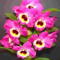 Dendrobium Tianmu Red 'Emperor'