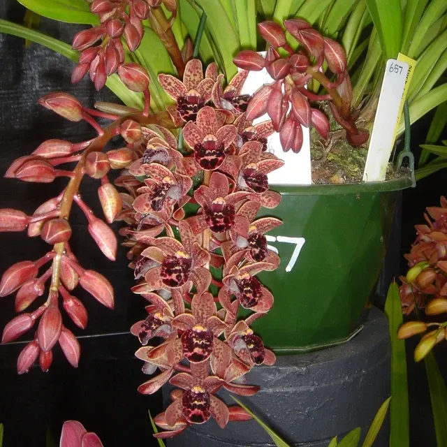 Cymbidium Idyllic Glamour S Choice' 'Ern'