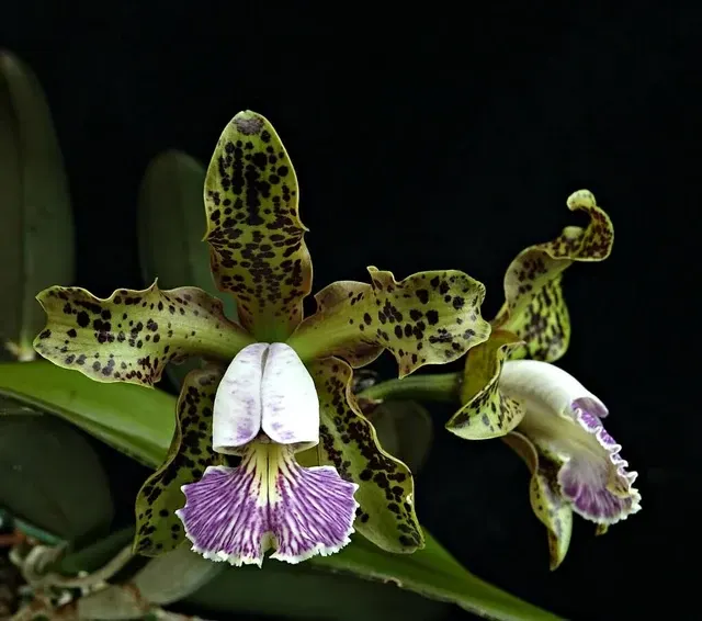 Cattleya schilleriana var coerulea x 'Blue Green'