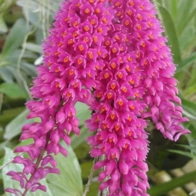 Dendrobium secundum 'Pink' (Dendrobium)