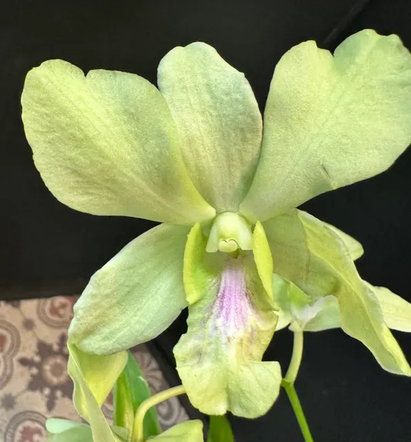 Dendrobium Aridang Green (Dendrobium)