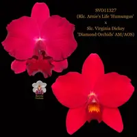 Cattleya Orchid Hybrid SVO11327 (Rlc. Arnie's Life 'Humungus' x Slc. Virginia Dickey 'Diamond Orchids' AM/AOS)