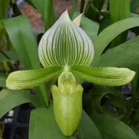Paphiopedilum Maudiae Green. Blooming size Paphiopedilum orchid hybrid. Long lasting beautiful blooms.