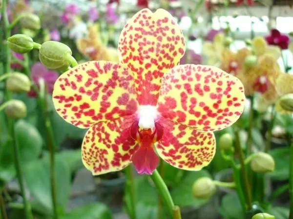 Phalaenopsis Salu Spot