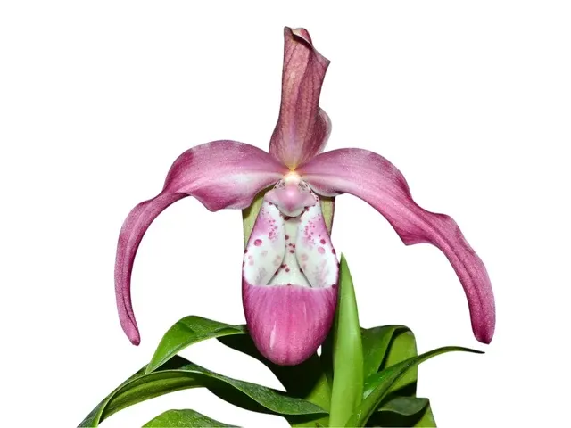 Phragmipedium Incan Treasure (Phragmipedium)