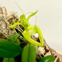 Bulbophyllum lasiochilum flavum | dwarf species | SapphireChild Orchids
