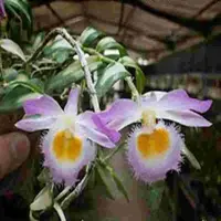 Dendrobium loddigesii variegated