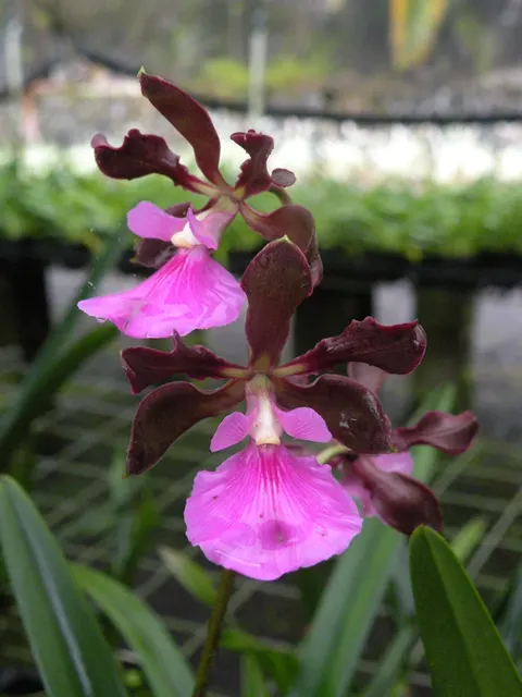 Encyclia Nursery Rhyme