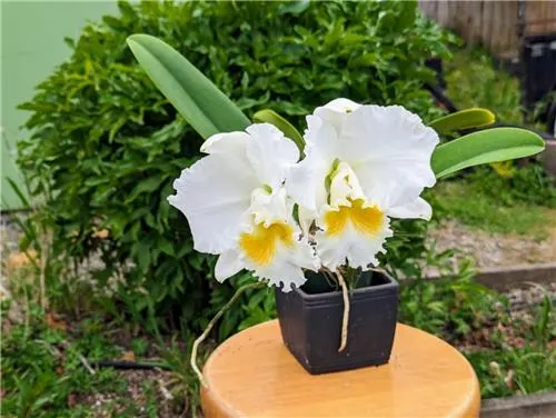 Brassolaeliocattleya Rutledge 'Carmela'