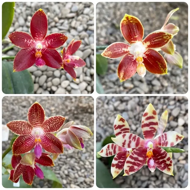 Phalaenopsis Corning-Ambo - Parfumata