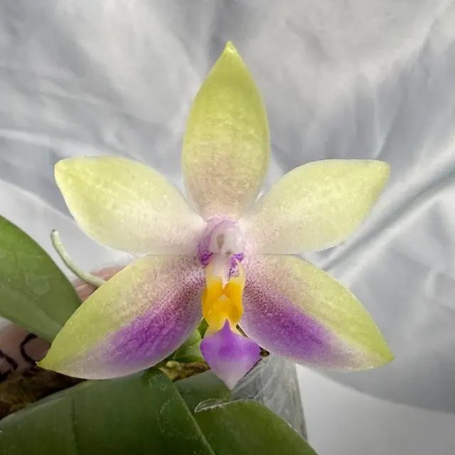 Phalaenopsis LD Cute Duck x Tarlac Bellina