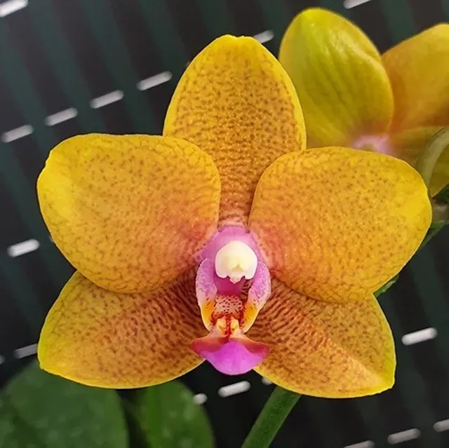 Phalaenopsis Lioulin Orange