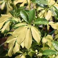 Schefflera arboricola 'Trinette' (Variegated Dwarf Umbrella Tree)