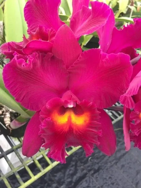 Rhyncholaelia Samba Splendor