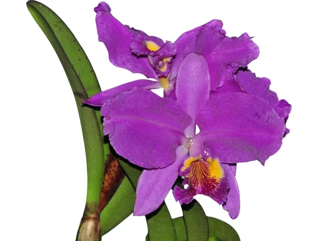 Cattleya lueddemanniana x 'Sarita' (Cattleya)