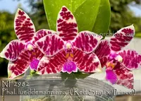 Phal. lueddemanniana 'Note : new strain from Prince Orchids ' (' Red Star ' AM/AOS x ' Prince ' )