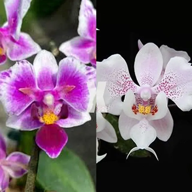 Phalaenopsis Rainbow Chip × schilleriana