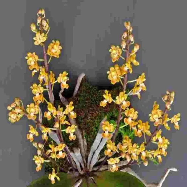 Phalaenopsis chibae sp (Phalaenopsis)