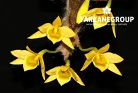 DENDROBIUM SENILE SMALL ORCHID MOUNTED