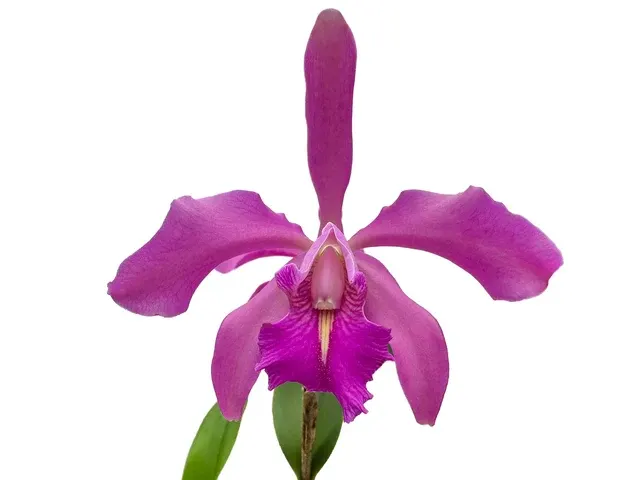 Cattleya Little Lars (Cattleya)