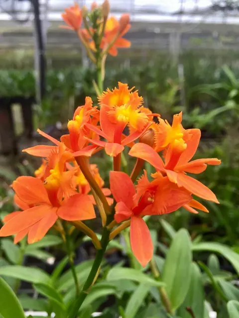 Epidendrum Neon Valley