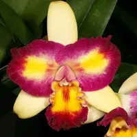 Rlc. Shin Shiang Diamond '#1'