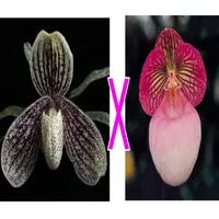 Paph. myanmaricum X Paph. micranthum