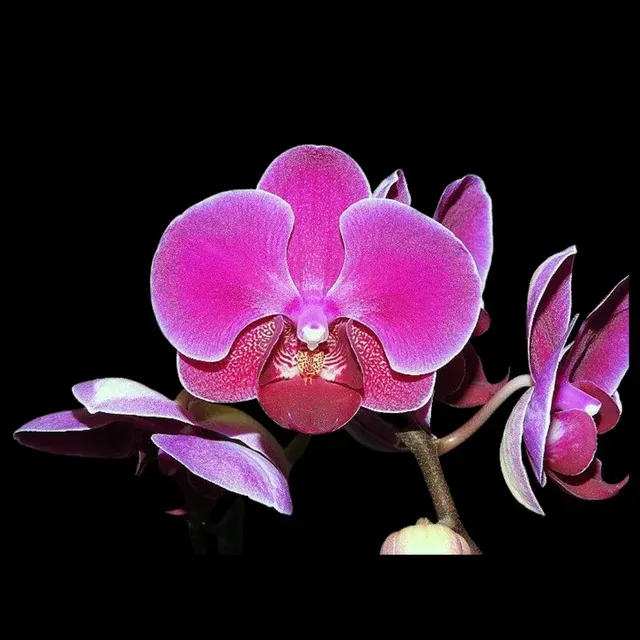 Phalaenopsis Sogo Yenlin 'Variegata'