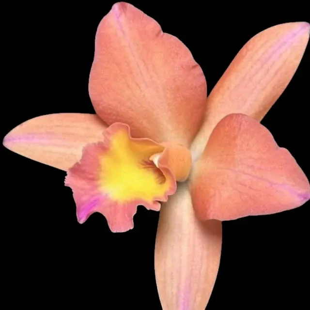 Rhyncholaeliocattleya Hawaii Island Treat '#50'