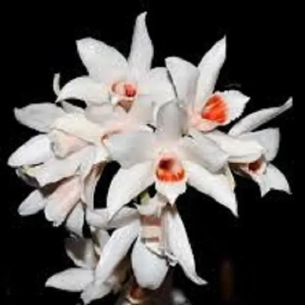 Dendrobium trankimianum sp (Dendrobium)