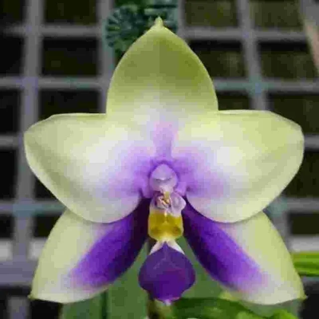 Phalaenopsis bellina var coerulea sp (Phalaenopsis)
