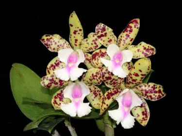 Cattleya YNS Green Leopard 'Jade Dragon' (Cattleya)