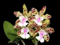 C. YNS Green Leopard 'Jade Dragon' HCC/AOS (Love Bourbon x Thospol Spot) (M493) (Hybrid)