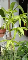 Coelogyne Pandurata - FRAGRANT