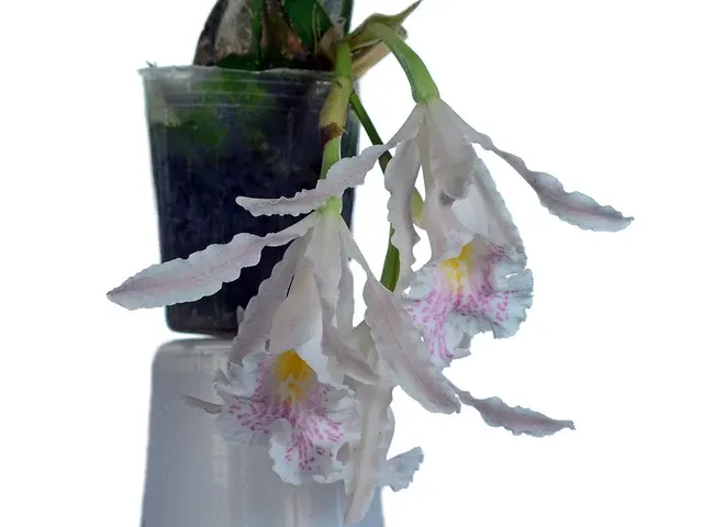 Trichopilia suavis